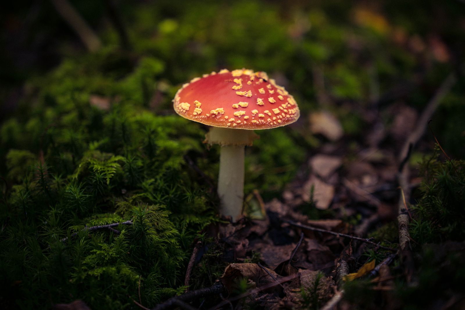 Fliegenpilz auf Moos im dunklen Waldboden